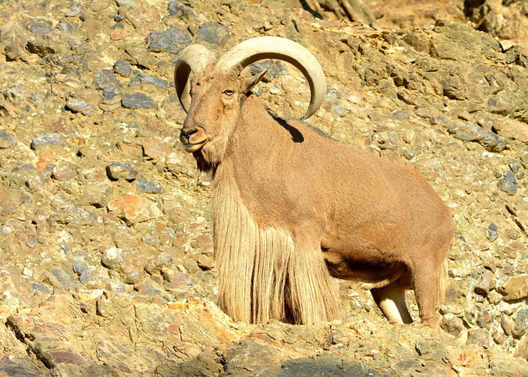 Barbary Sheep