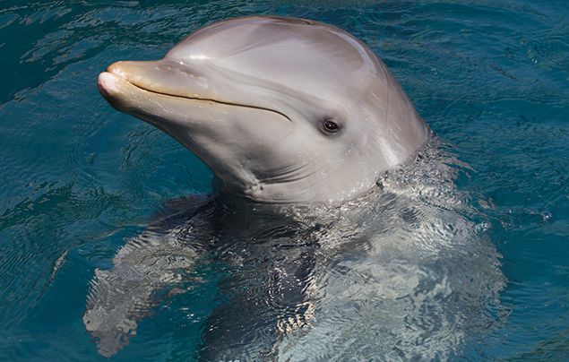 Bottle-nosed Dolphin