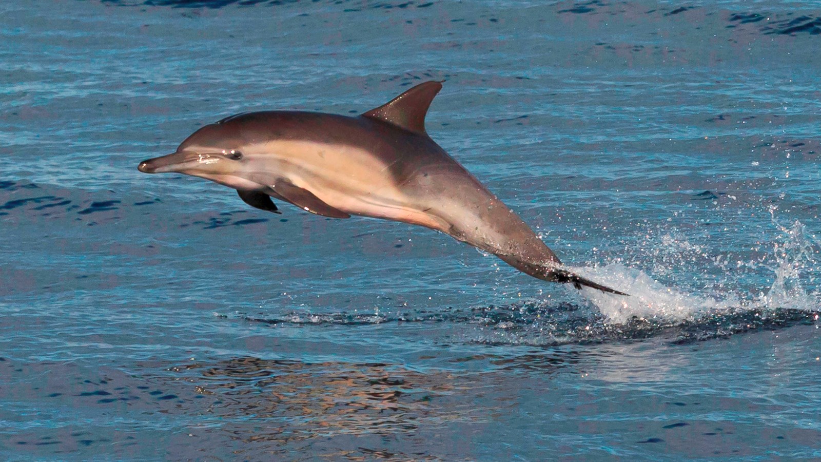 Common Dolphin