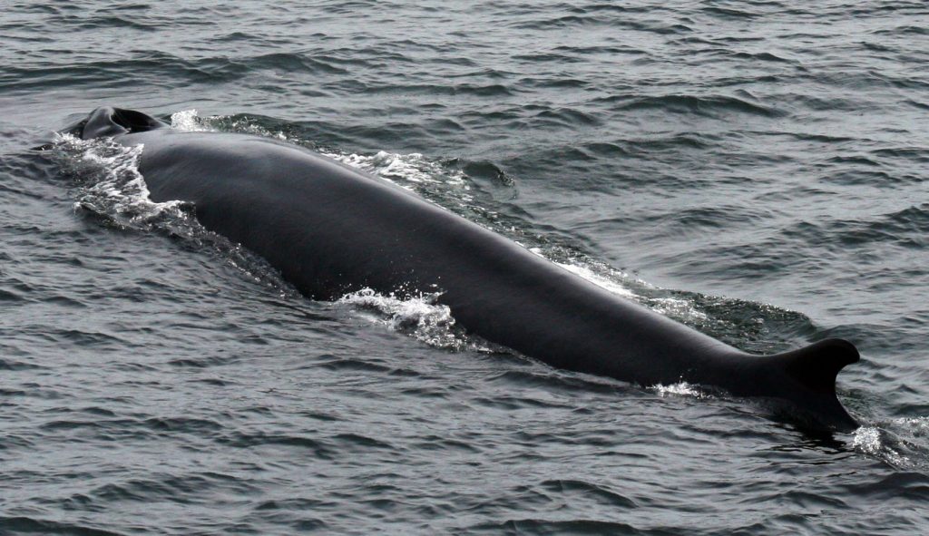 Fin Whale