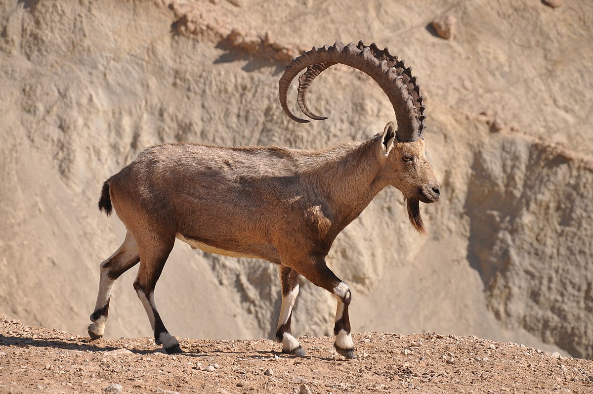 Ibex