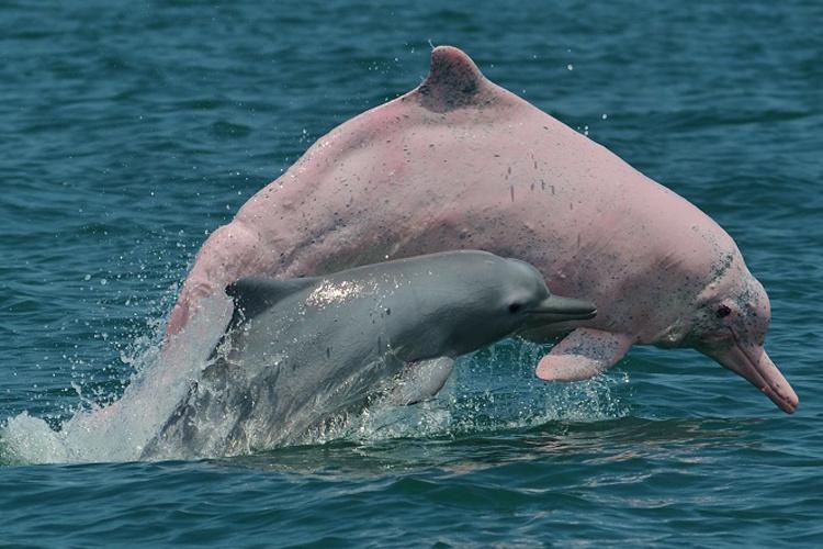 Indo-Pacific Humpback Dolphin