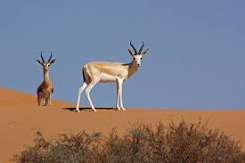 Mountain Gazelle