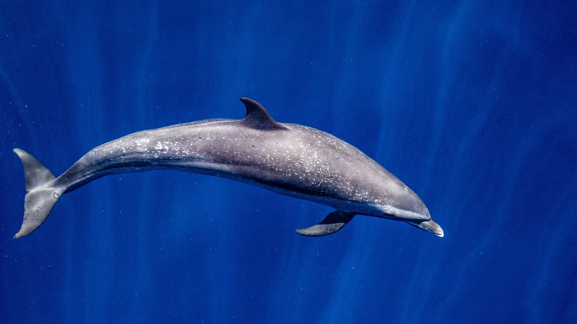 Pantropical Spotted Dolphin