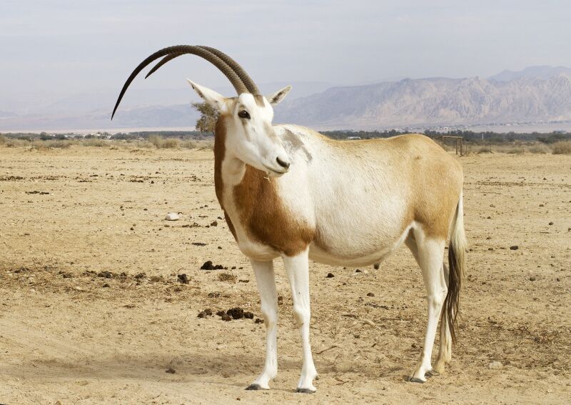 Scimitar-hornet oryx