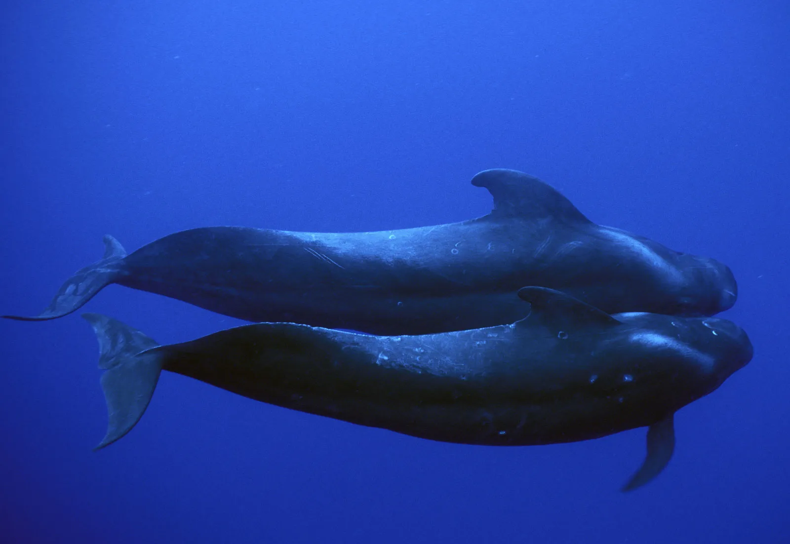 Short-finned pilot Whale