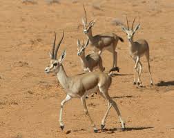 Slender-horned Gazelle