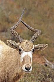 Addax