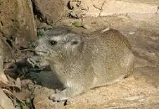 Yellow-spotted Hyrax