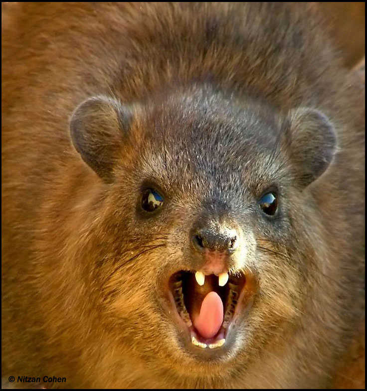 Rock Hyrax